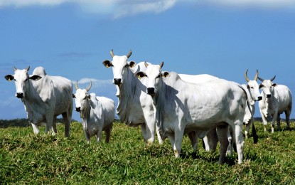 Agropecuária é responsável por 90% do desmatamento ilegal no Brasil