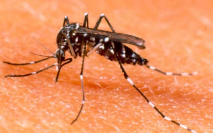 Já foram notificados 56 casos de dengue no ano de 2015 em Angatuba segundo a Coordenadoria de Controle de Doenças da Secretaria de Estado da Saúde