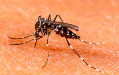 Mosquito da dengue tem evolução rápida e pode sobreviver a todas as estações do ano