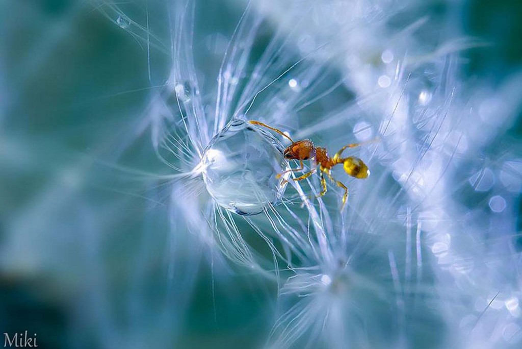 Foto do fotógrafo japonês Miki Asai. Usando lentes de extrema potência ele foi desvendar a beleza de um mundo microscópico em seu jardim.