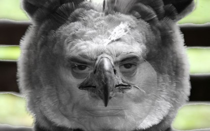 Crônica: Dos gafanhotos e formigas