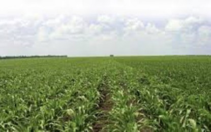 Propriedades rurais de grandes devedores poderão ser usadas para reforma agrária